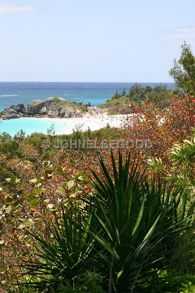 IMG_JE.BE04.JPG - Spanish Bayonettte and Bay Grapes with Horseshoe Beach in Background, South Road, Bermuda
