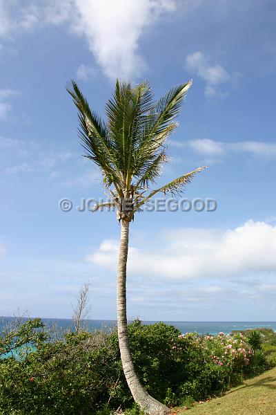 IMG_JE.BE25.JPG - Palm Tree overlooking Warwick Long Bay, South Shore, Bermuda