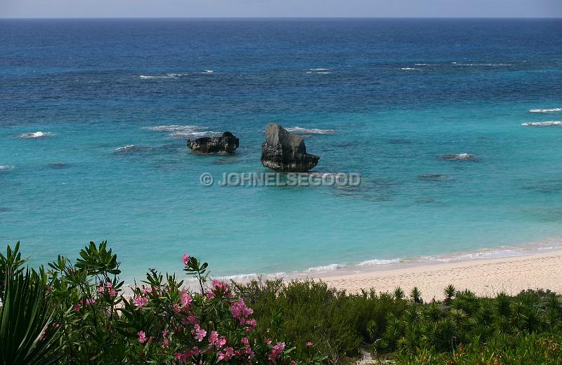 IMG_JE.BE30.JPG - Oleanders in bloom overlook Warwick Long Bay Beach