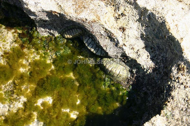 IMG_JE.DEV05.JPG - Tidepool with Chitons, Devonshire Bay, Bermuda