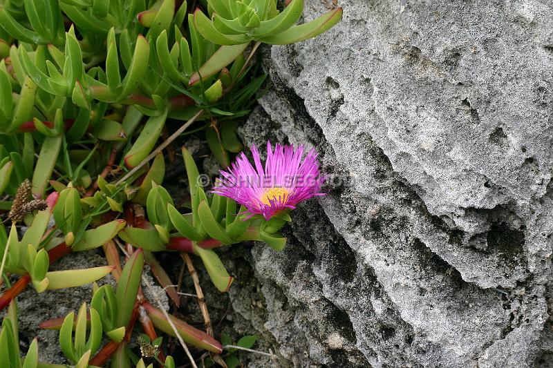 IMG_JE.DOC22.JPG - Wall with Ice plant in flower, Dockyard, Bermuda