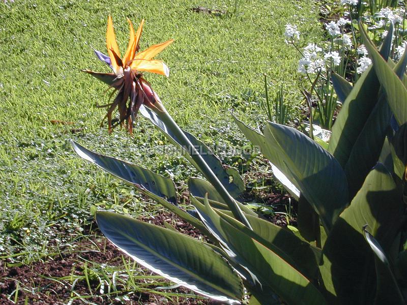 IMG_JE.FLO04.JPG - Flowers, Bird of Paradise, Bermuda