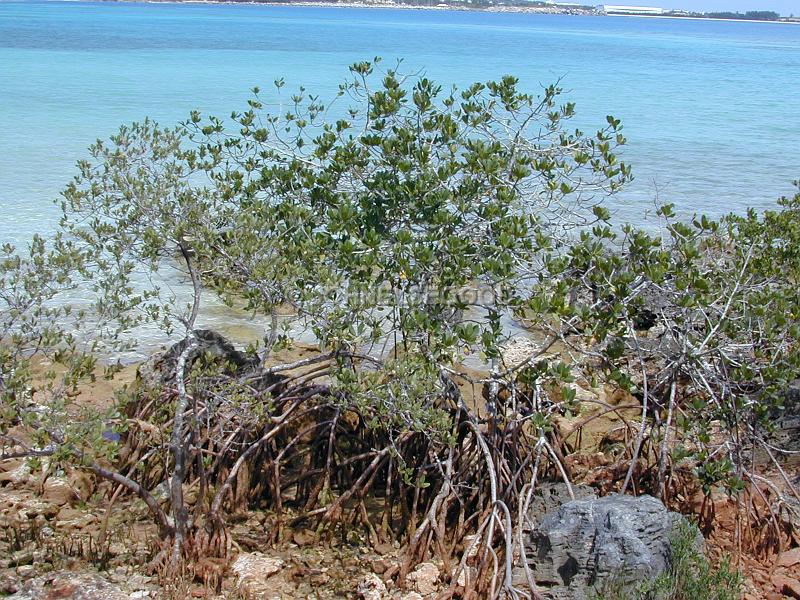 IMG_JE.FLO05.JPG - Trees, Mangroves, Bermuda