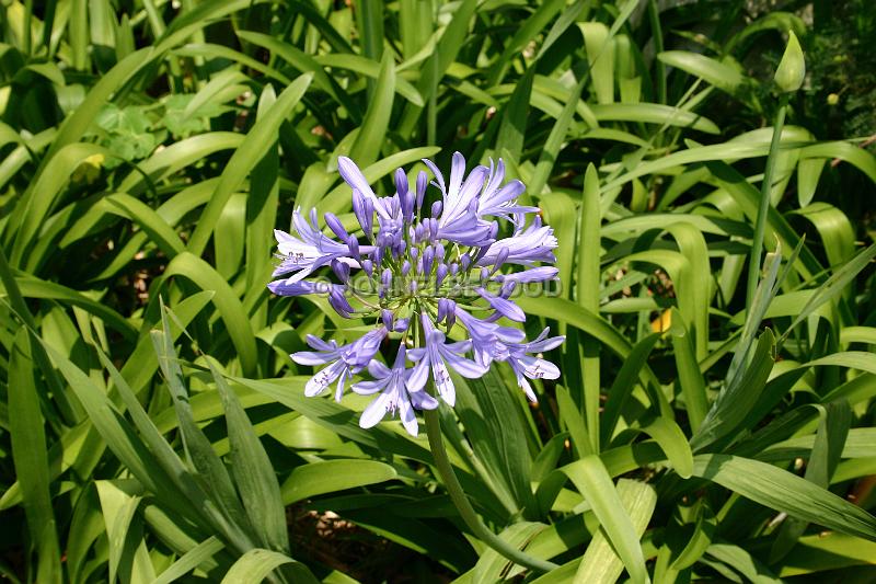 IMG_JE.FLO09.JPG - Flowers, Blue Agapanthus, Bermuda