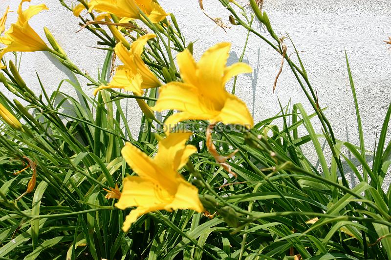 IMG_JE.FLO10.JPG - Flowers, Yellow Day Lillies, Bermuda