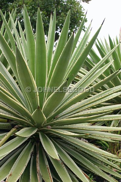 IMG_JE.FLO101.JPG - Cacti, Botanical Gardens, Bermuda