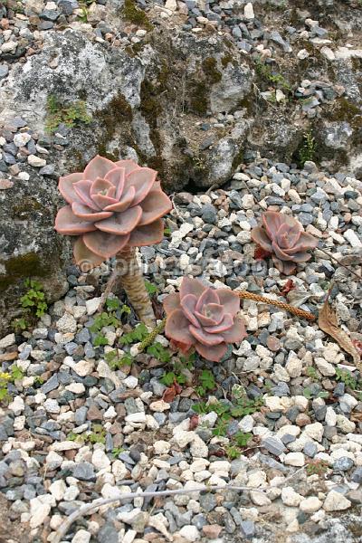 IMG_JE.FLO102.JPG - Flowering Cacti, Botanical Gardens, Bermuda