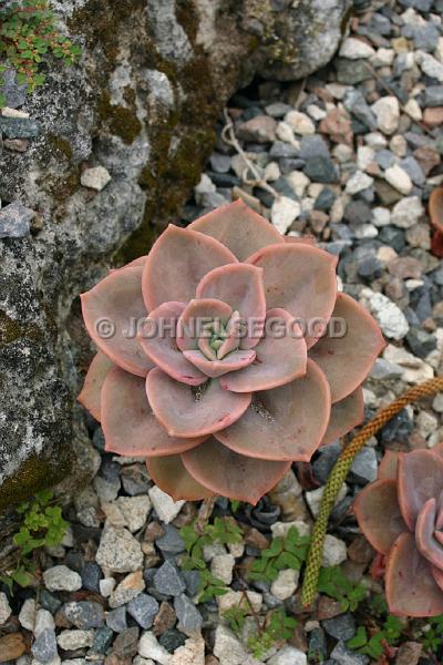 IMG_JE.FLO103.JPG - Cacti, Botanical Gardens, Bermuda