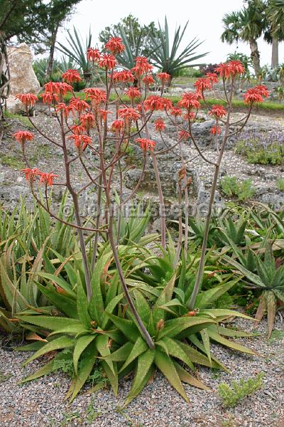 IMG_JE.FLO104.JPG - Flowering Cacti, Botanical Gardens, Bermuda