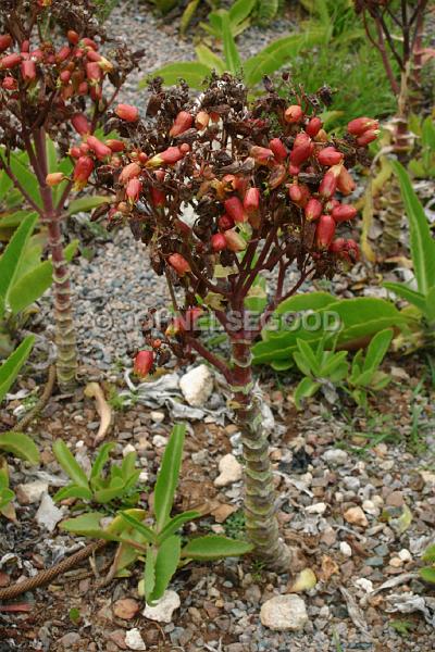 IMG_JE.FLO105.JPG - Flowering Cacti, Botanical Gardens, Bermuda