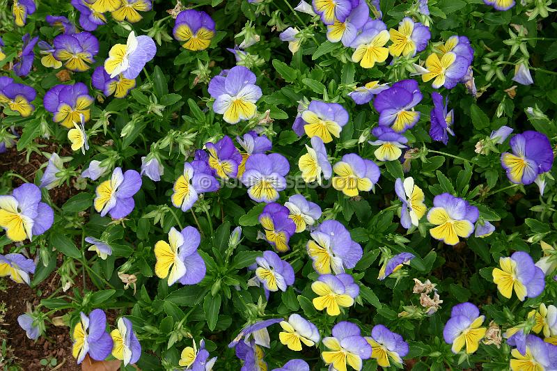 IMG_JE.FLO106.JPG - Flowers, Pansies, Bermuda