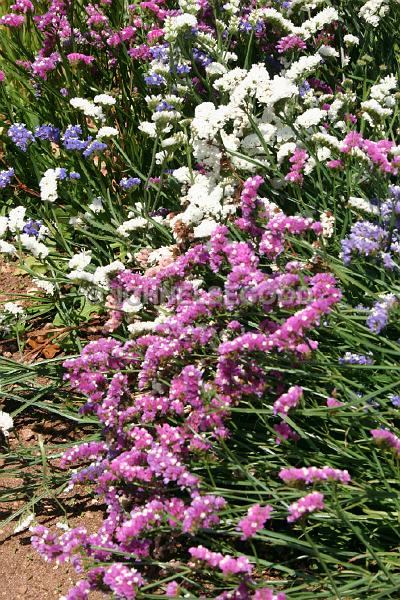 IMG_JE.FLO107.JPG - Flowering Statice, Botanical Gardens, Bermuda