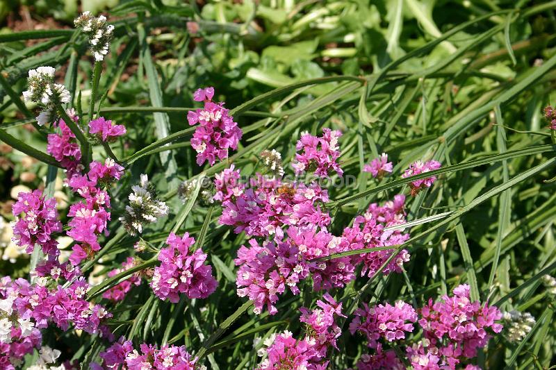 IMG_JE.FLO108.JPG - Flowering Statice, Botanical Gardens, Bermuda