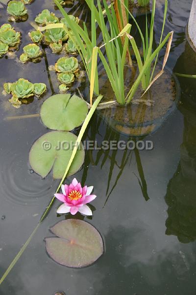 IMG_JE.FLO109.JPG - Lily Pond, Botanical Gardens, Bermuda