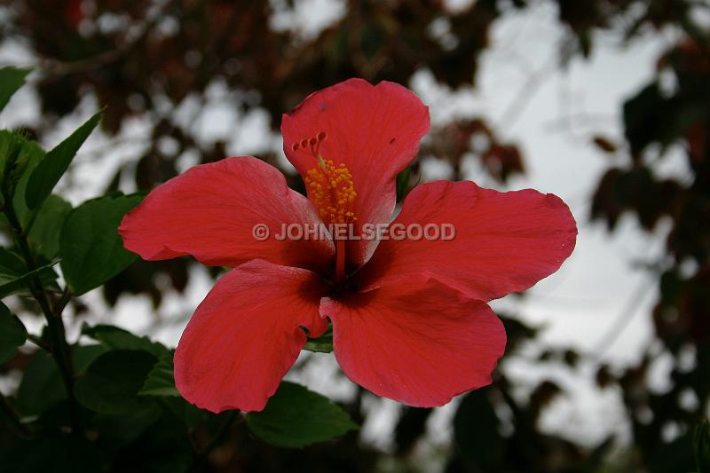 IMG_JE.FLO11.JPG - Flowers, Red Hibiscus, Bermuda