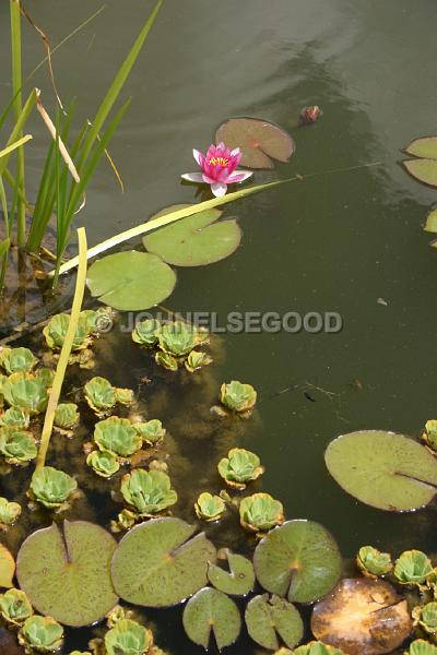 IMG_JE.FLO110.JPG - Lilly Pond, Botanical Gardens