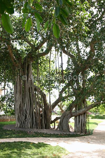 IMG_JE.FLO112.JPG - Tree in the Botanical Gardens, Bermuda