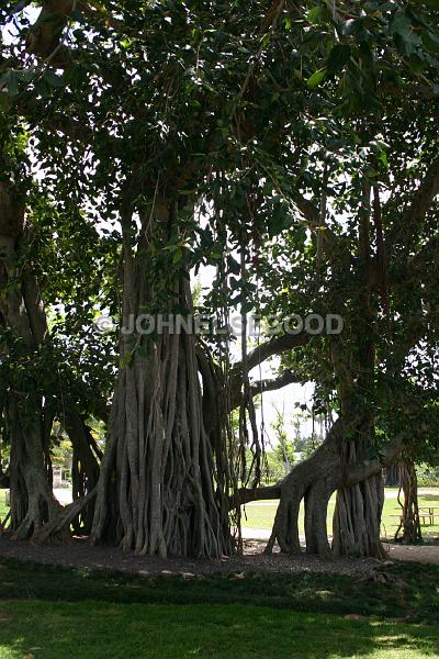 IMG_JE.FLO113.JPG - Tree in the Botanical Gardens, Bermuda