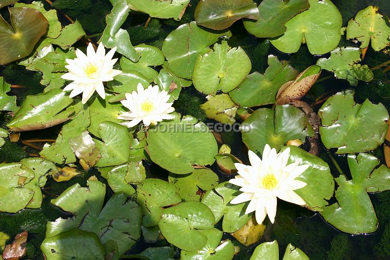 IMG_JE.FLO114.JPG - Toad in Lily pond, Botanical Gardens, Bermuda