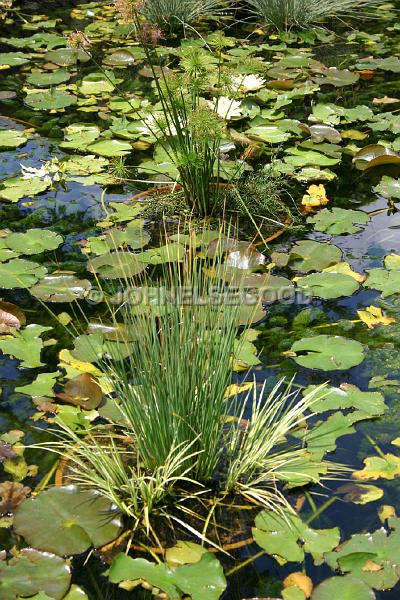 IMG_JE.FLO117.JPG - Lily Pond, Botanical Gardens, Bermuda