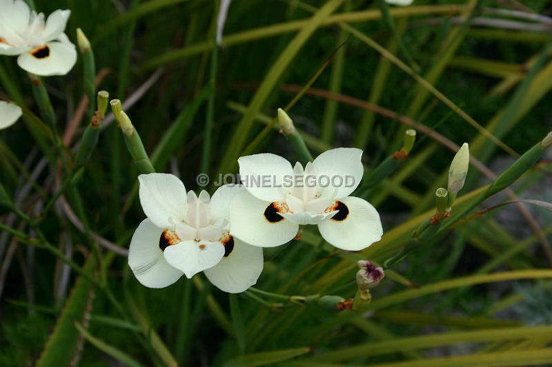 IMG_JE.FLO118.JPG - Orchids, Botanical Gardens, Bermuda