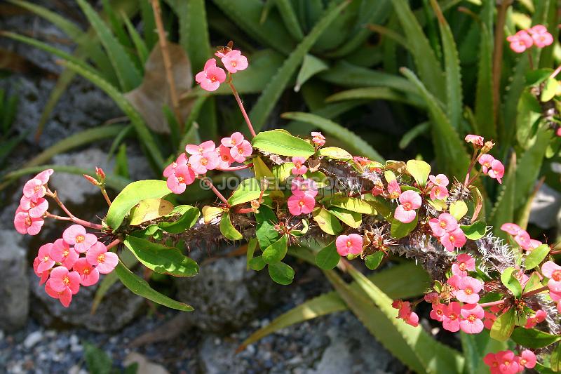 IMG_JE.FLO120.JPG - Blooms on Thorn Bush, Botanical Gardens, Bermuda