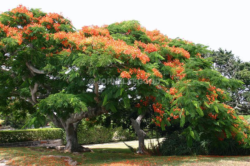 IMG_JE.FLO123.JPG - Poinciana Tree in Bloom, Somerset, Bermuda