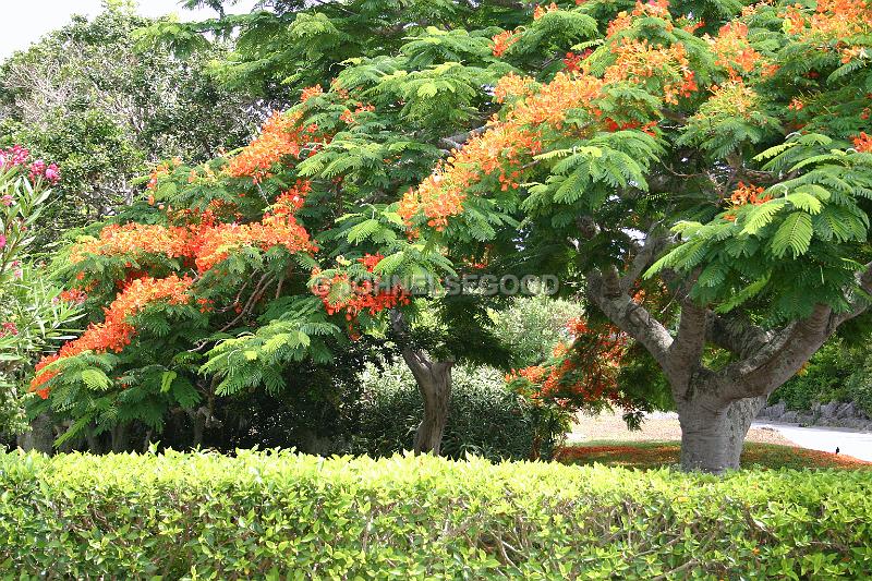 IMG_JE.FLO124.JPG - Poinciana Tree in Bloom, Somerset, Bermuda
