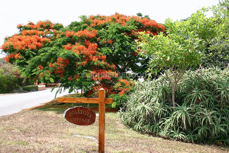 IMG_JE.FLO126.JPG - Poinciana Tree in Bloom, Somerset, Bermuda