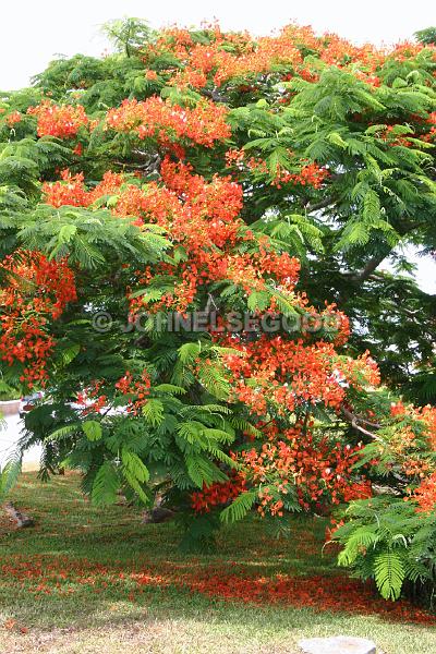 IMG_JE.FLO128.JPG - Poinciana Tree, Somerset, Bermuda