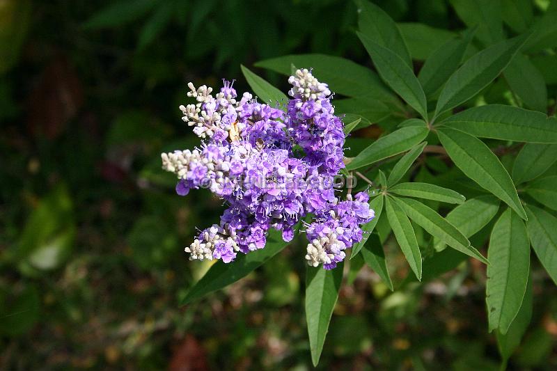 IMG_JE.FLO130.JPG - Flowers, Purple, Bermuda