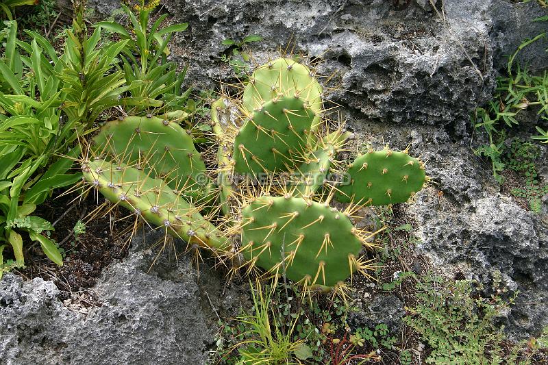 IMG_JE.FLO134.JPG - Prickly Pear, Dockyard, Bermuda