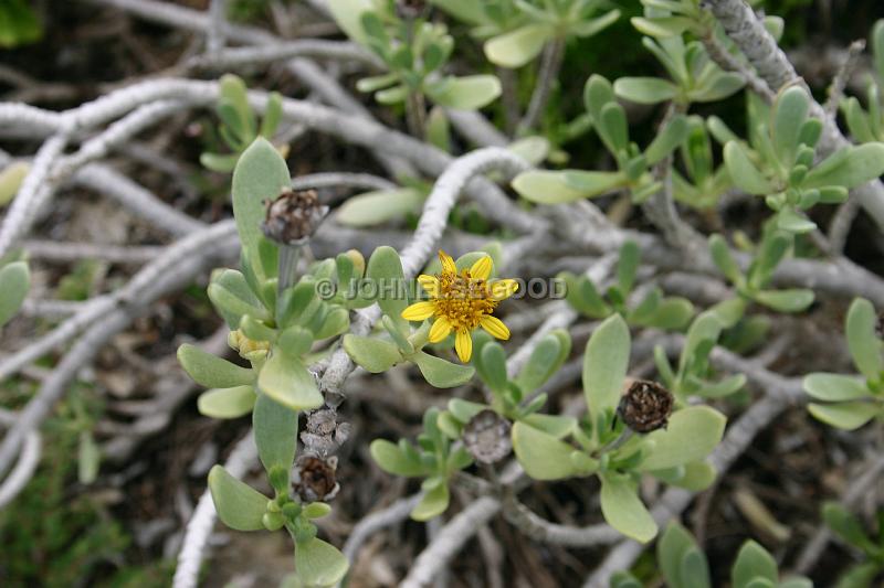 IMG_JE.FLO135.JPG - Succulent with flower, Botanical Garden, Bermuda