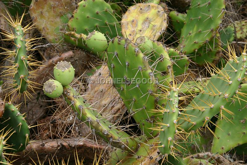 IMG_JE.FLO136.JPG - Prickly Pears and fruit, Bermuda