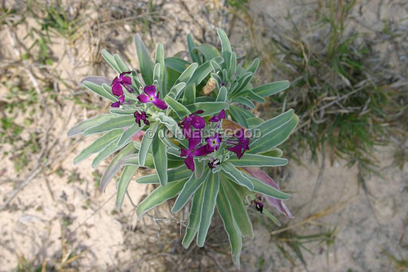 IMG_JE.FLO140.JPG - Purple Beach Flowers, Bermuda