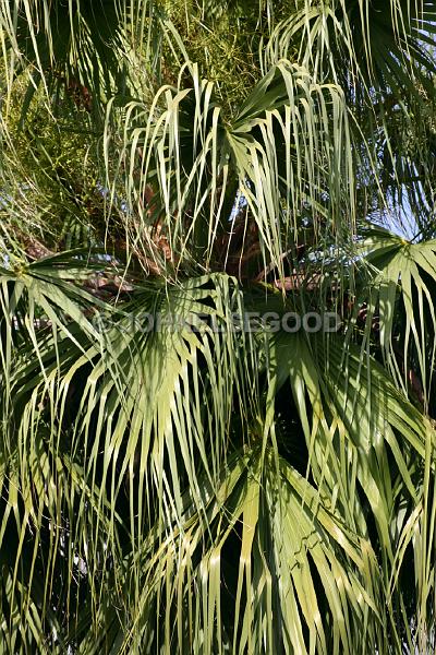 IMG_JE.FLO142.JPG - Date Palm, Somerset, Bermuda