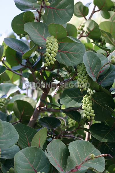 IMG_JE.FLO145.JPG - Bay Grape Tree, Bermuda