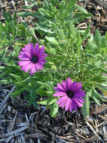 IMG_JE.FLO146.JPG - Flowers, Purple, Bermuda