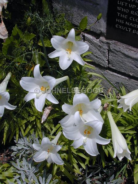IMG_JE.FLO149.jpg - White Easter Lilies, Bermuda