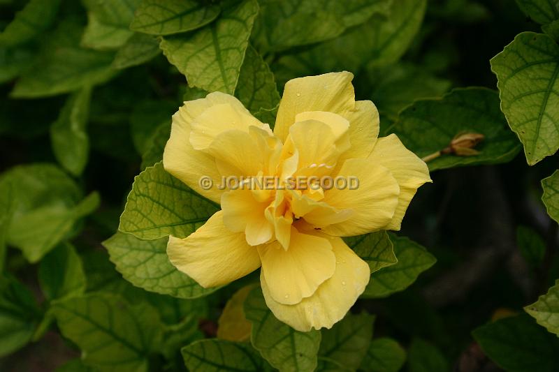 IMG_JE.FLO15.JPG - Flowers, Yellow Double Hibiscus, Bermuda