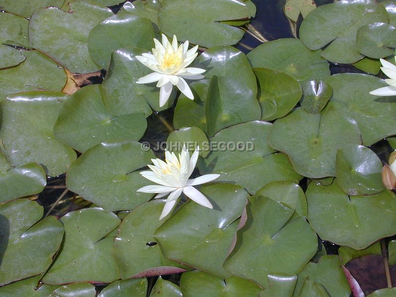 IMG_JE.FLO151.jpg - Water Lilies, Botanical Gardens, Bermuda