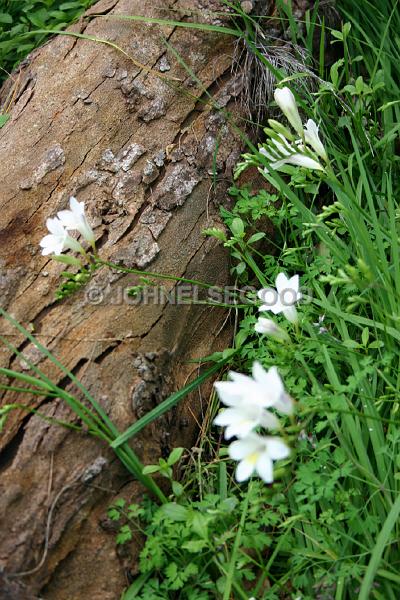 IMG_JE.FLO153.JPG - Freesia's in the Garden at Somerset, Bermuda