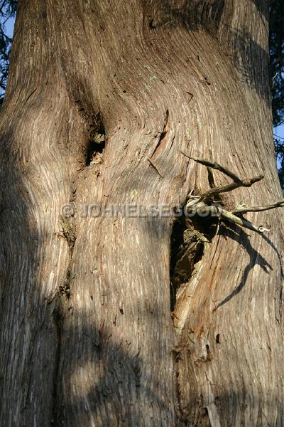 IMG_JE.FLO157.JPG - Bermuda Cedar Tree, Somerset, Bermuda