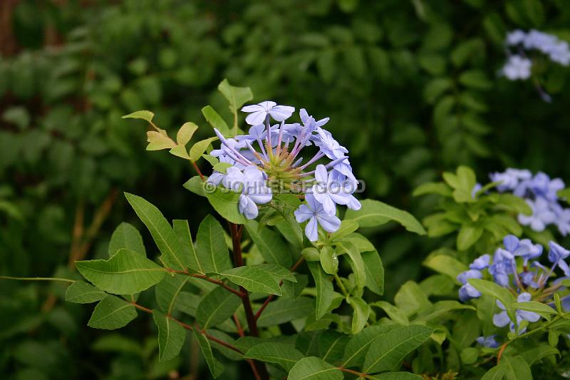 IMG_JE.FLO16.JPG - Flowers, Blue, Bermuda