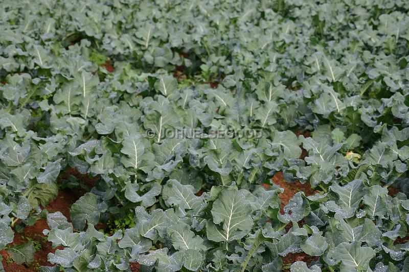 IMG_JE.FLO160.JPG - Broccoli Field, Somerset, Bermuda