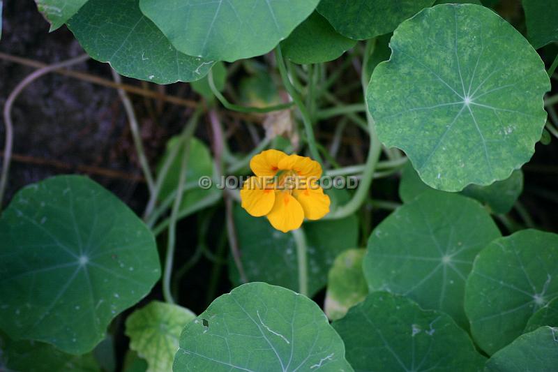 IMG_JE.FLO161.JPG - Nasturtiums, Bermuda