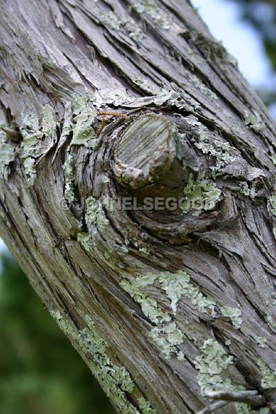 IMG_JE.FLO163.JPG - Bermuda Cedar Tree, Somerset, Bermuda