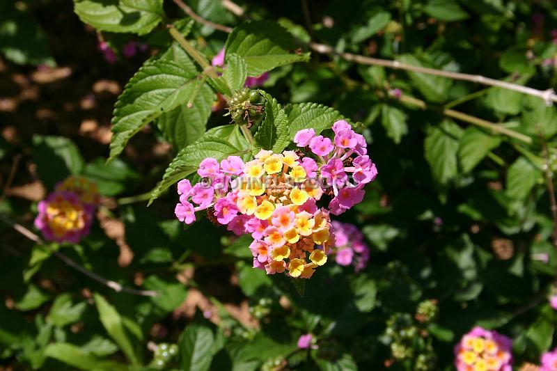 IMG_JE.FLO165.JPG - Flowers, Bermuda