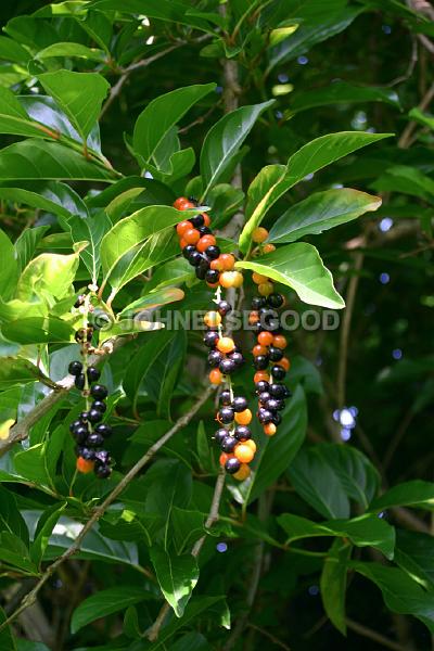 IMG_JE.FLO166.JPG - Tree with Berries, Somerset, Bermuda