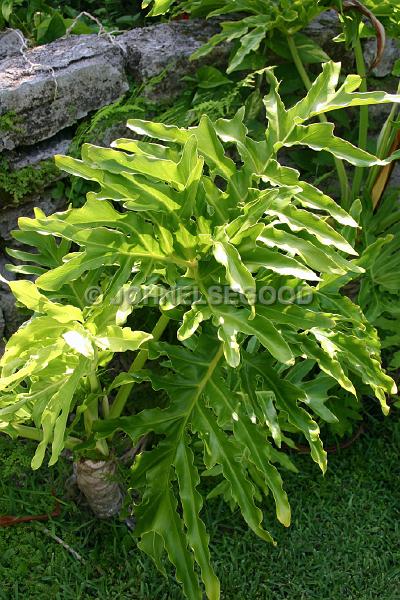 IMG_JE.FLO169.JPG - Leaves, Somerset, Bermuda